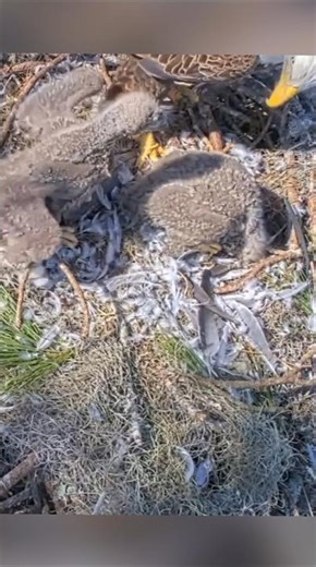 Big eaglet run to bonk small eaglet #nest #birds #nature #beau #gabrielle #ne32 #ne33 #eagle