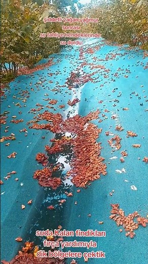 #findikbahçesi file sisteminde düz arazide aşırı yağmurun sonucu ‼️ #findik #hazelnut