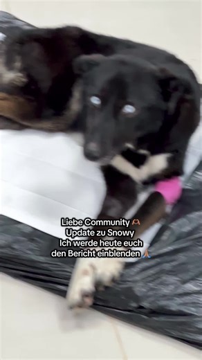 Help Save Snowy: Join Our Rescue Mission Today