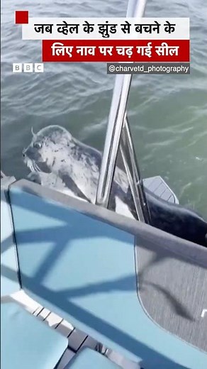 व्हेल से जान बचाने के लिए नाव में चढ़ी सील #seal #whale