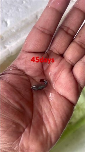 Betta fish hmpk 90day update #bettabreeding #bettafish