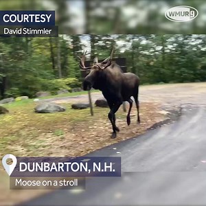 60K views · 1.8K reactions | Talk about up close and personal! This u local New Hampshire member captured awesome footage of this moose in Dunbarton.  https://bit.ly/3BpUjSo | WMUR-TV | Facebook