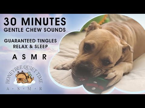 BEST ASMR Dog Chewing | 30 Minutes of Gentle Chew Sounds for Sleep & Relaxation | Gift Box Toy