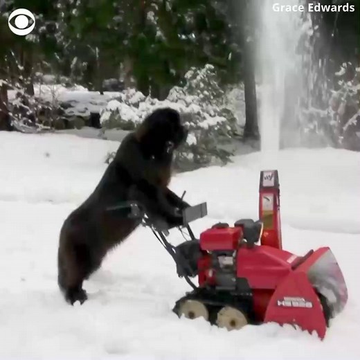 WATCH: This dog is not only standing on its hind legs, but it's also using them to push a snow blower 💨 ❄️ | CBS News