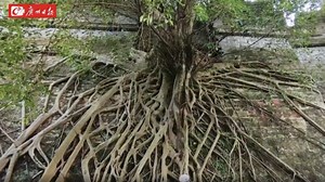 越秀公园古城墙上的老榕“三卫士”