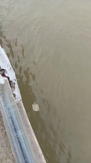 Mainan yang menghasilkan ikan lur 😄😄 | Liul Engler Amfibi