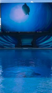 75K views · 890 reactions | Don’t blink! for these amazing Orca whales will show their stunt. #leaping #breaching #Beautifully #seaworld | Sheramae Joyce Valera | Facebook