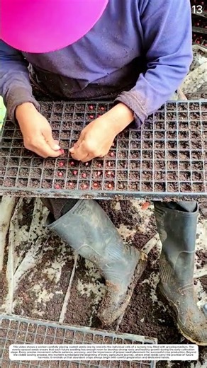 Plant Propagation: How Seedling Trays Support Uniform Seed Germination