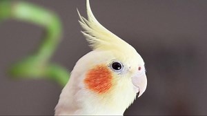 205K views · 16K reactions | Birds breeding formula | budgies parrots natural breeding formula | Best breeding formula | Mujeeb Birds breeding youtube | Facebook