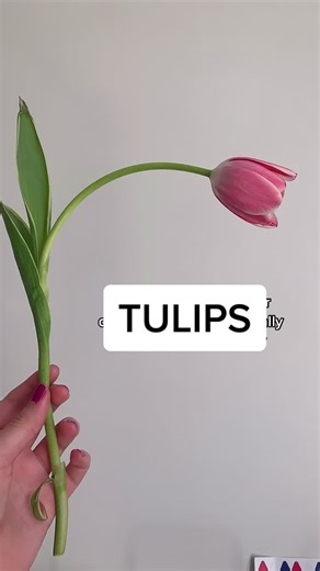 Understanding the Symbolism of Tulips: Flower Meanings Explained