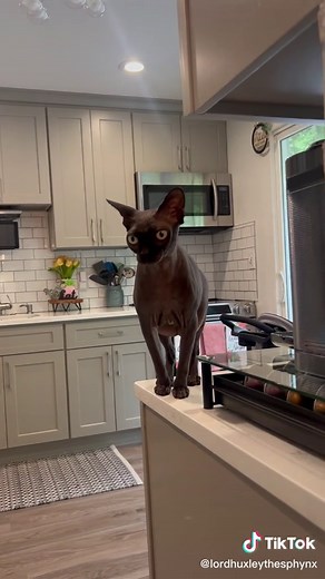 Adorable Hairless Black Sphynx Cat Meowing