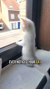 470K views · 7K reactions | Why Do Cats Stare Out Windows? #shorts #facts #catlover #catlife #viralviews #cutescats #cats | Daily Cooking | Facebook