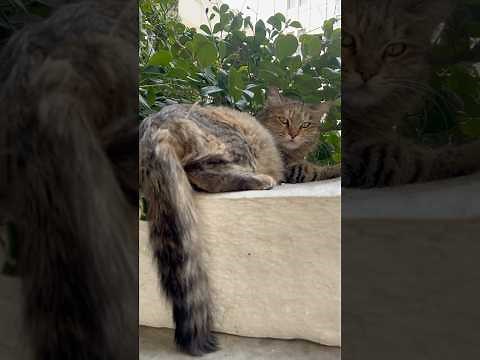 Stunning Persian Cat with Green Eyes - The Fluffiest Beauty You'll Ever See!