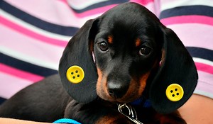 Why Are People Putting Buttons in Dogs’ Ears?