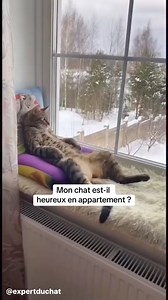 327K views · 4.1K reactions |  Ton Chat est-il Heureux en...