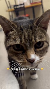 Open with me as a Veterinary Receptionist✨ #companionanimalhospital #companion #animalhospital #veterinarian #pets #dog #cat #vetlife #vetmed #veterinarymedicine #dvm #vetclinic #healthypets #pethealth #petwellness #petsarefamily #animalsofinstagram #receptionsit | Companion Animal Hospital