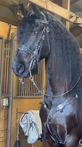Beautiful western set for your Friesian or Draft Breed! Our endurance saddle and western bridle set is selling off the shelf! https://fmpdreamhorse.com/collections/tack #friesian #drafthorse #westerntack #friesianhorse #friesianmarketplace | Friesian Marketplace