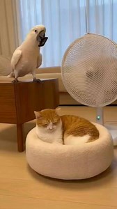 Cockatoo vs cat #cackatoo #cat #viral #trending #fyp #viralvideo | Firestick Tip's Tricks