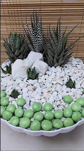 Divide and Arrange Zebra Plants💚 #zebraplant #plantdecor #homedecor #easy #simple