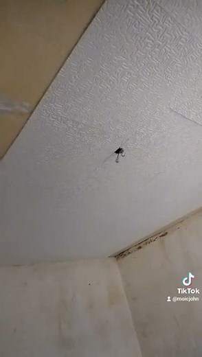 pose de dalle polystyrène au plafond