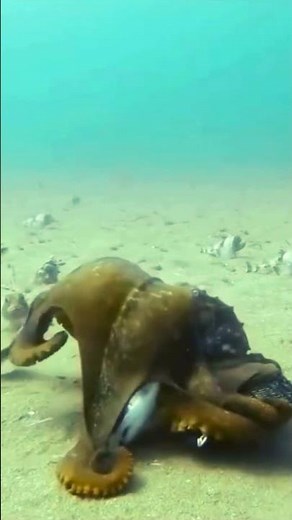 Amazing Octopus Camouflage Caught on Camera!