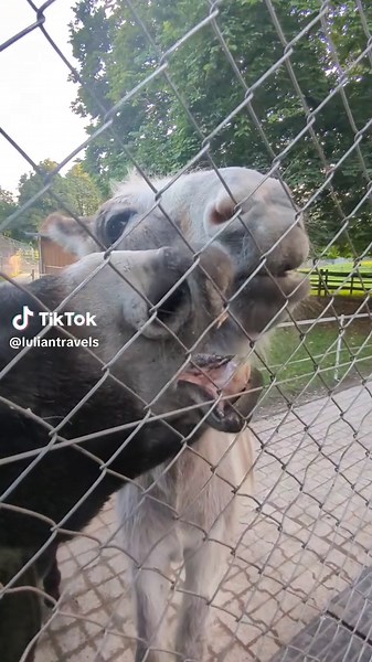 Donkey Sings in the Car: A Fun TikTok Compilation