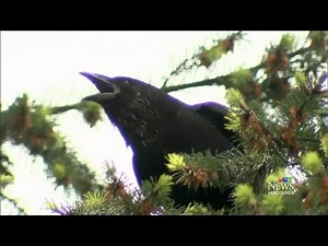 Dive-bomb attacks by aggressive crows on the rise
