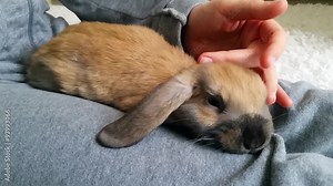 Woman Holding And Petting A Brown Rabbit