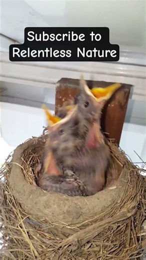 Can this BRAVE baby bird fight off a killer bee...@Relentless_nature