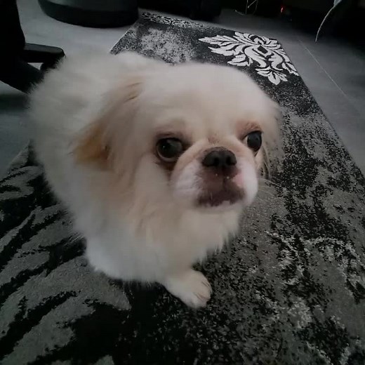 Chinese Rap Meme Featuring a Funny Dog