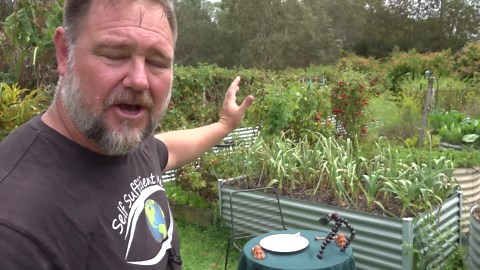 Homegrown vs. supermarket tomatoes: The ultimate taste test!