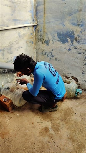 இந்த மீன் வழக்கத்துக்கு easy ⁉️#tamil #rajupetsvlog #shorts #pets #fish