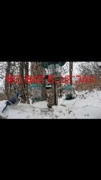 Blue Jay makes gray squirrel run for his life #squirrel #birds #cute