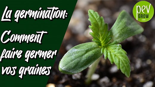 Comment faire germer simplement vos graines de Cannabis