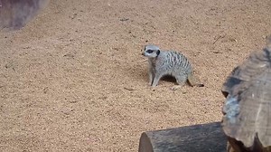 Crazy meerkat time! #watchtheskies #meerkat | Perth Theme Parks | Facebook