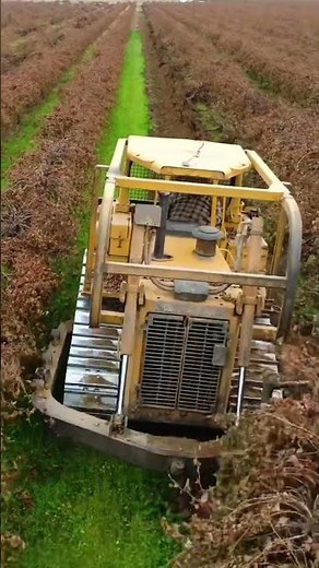 Dozer bush removal #shorts