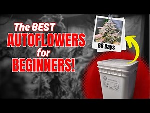 The EASIEST way to grow AUTOFLOWERS! | For BEGINNERS | GrowPeaceful