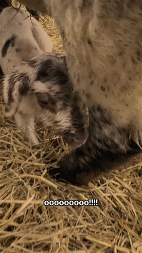Sandi Brock - Sheepishly Me. on Instagram: "FINALLY!!!!🥙🥙🥙 #sheep #pita #triplets #farming #lambing #sheepishlyme"
