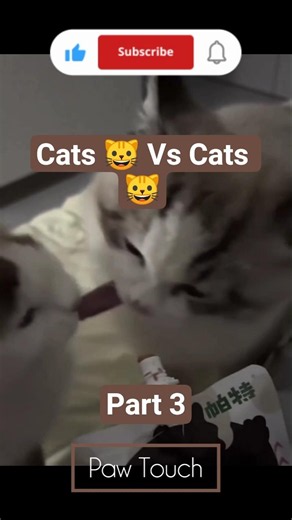 EPISODE 59 : Cats 🐱 Vs Cats 🐱 - Part 3 / Funny Cats Reactions #shorts #funny #cat #cats #catshorts