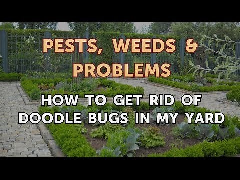 How to Get Rid of Doodle Bugs in My Yard