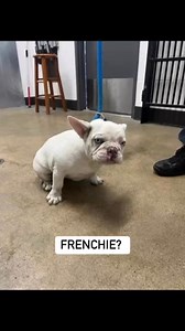 27K views · 723 reactions | Meet Moxie! She’s having an identity crisis but we suspect she’s a frenchie with some ear hematomas and a wonky foot. She’s new to us this week from a shelter in CLE. #Frenchie #frenchiesofinstagram #frenchbulldog #pug #puglife | Buckeye Bulldog Rescue | Facebook