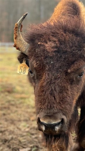 There’s always one. #bisonfarm #bisonofinstagram | Froning Farms