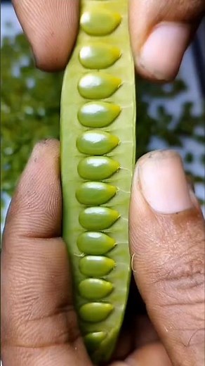 Delicious guaje snacks, the nutrient-rich green seeds that few have had the chance to try. ✅✅✅