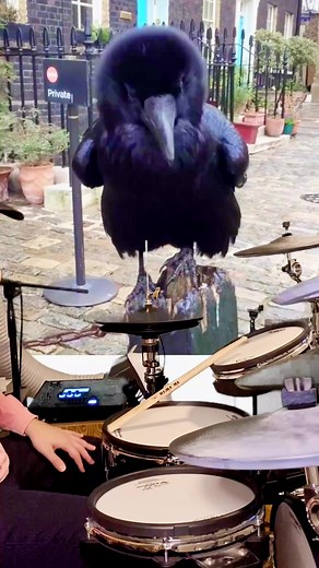The Ultimate Bird Remix Loki The Raven ,@christopherskaife (TikTok) @voron_gosha_tv (IG), @wildlifephotosbypat #birds #bird #raven #rave #random #help #why #wtfmemes #wtfvideos #dope #cool #funny #remix #drummer #drums #drum #drummerlife #edm #housemusic #dance #funnyreels #reelsinstagram #joy #loveyou | Drew on the Kit