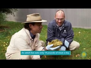 Explore Smithsonian: What Internal Adaptations do Pandas Have to Eat Bamboo?