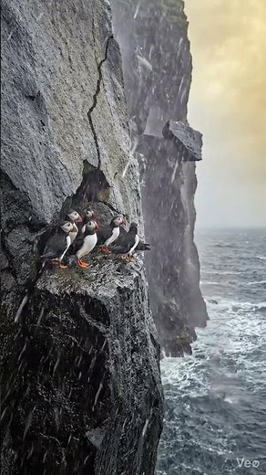 Puffins Clinging to Storm-Torn Volcanic Cliff
