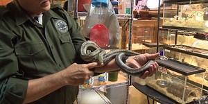 Spring is here, and that means snakes could be lurking. Here’s what you should know