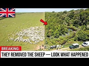 One Family Removed the Sheep From a Cornwall Hillside — Britain's Rainforest Started Growing Back