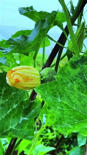 The field ridges teem with vibrant life—evolving from tender green to full ripeness