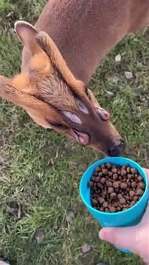 Biscuit The Alien Deer